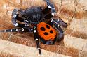 Eresus_sandaliatus_D3038_Z_84_NP De Hoge Veluwe_Nederland